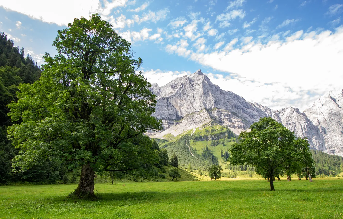Photo wallpaper summer, trees, mountains