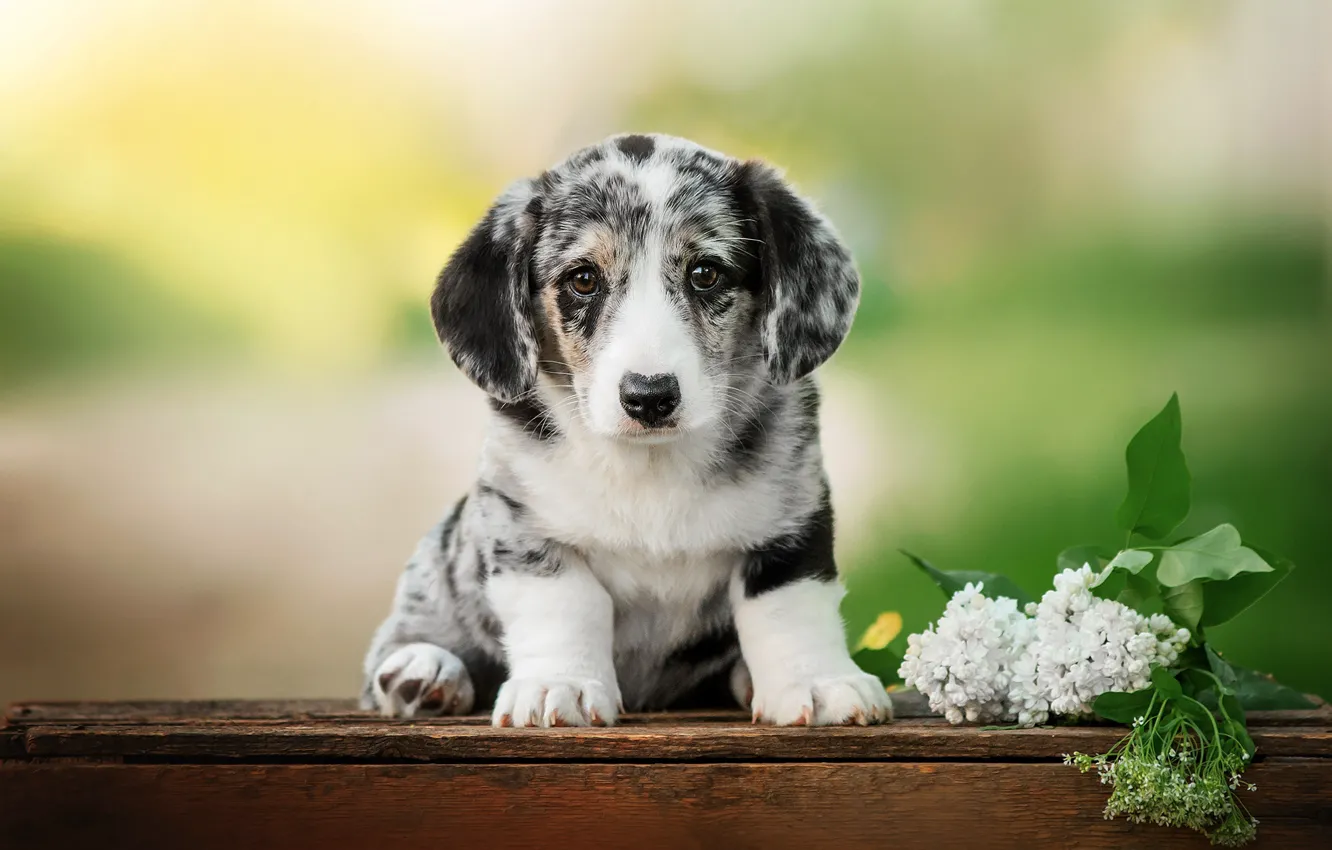 Photo wallpaper look, dog, baby, puppy, face, lilac, Ekaterina Kikot, Welsh Corgi cardigan