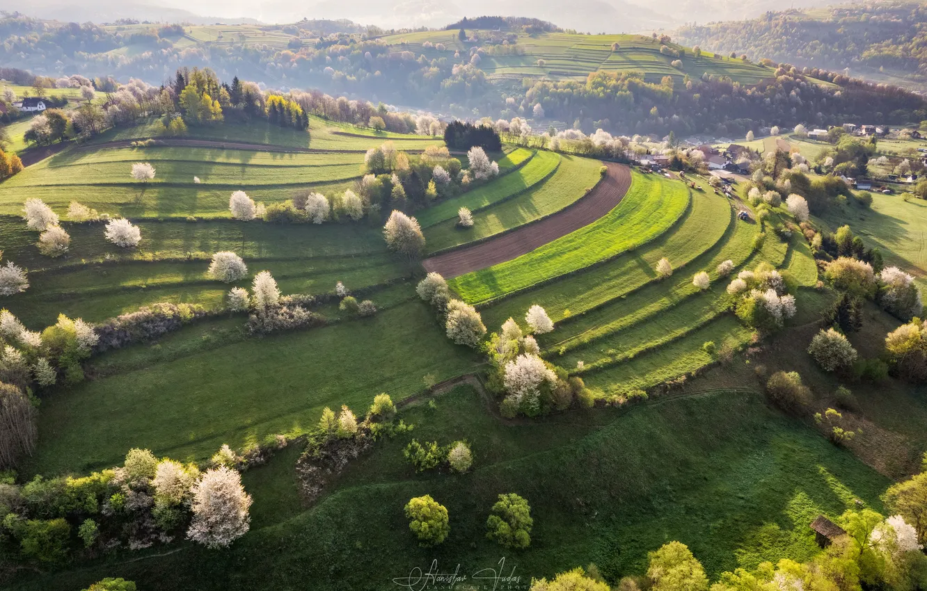 Photo wallpaper field, plantation, crops