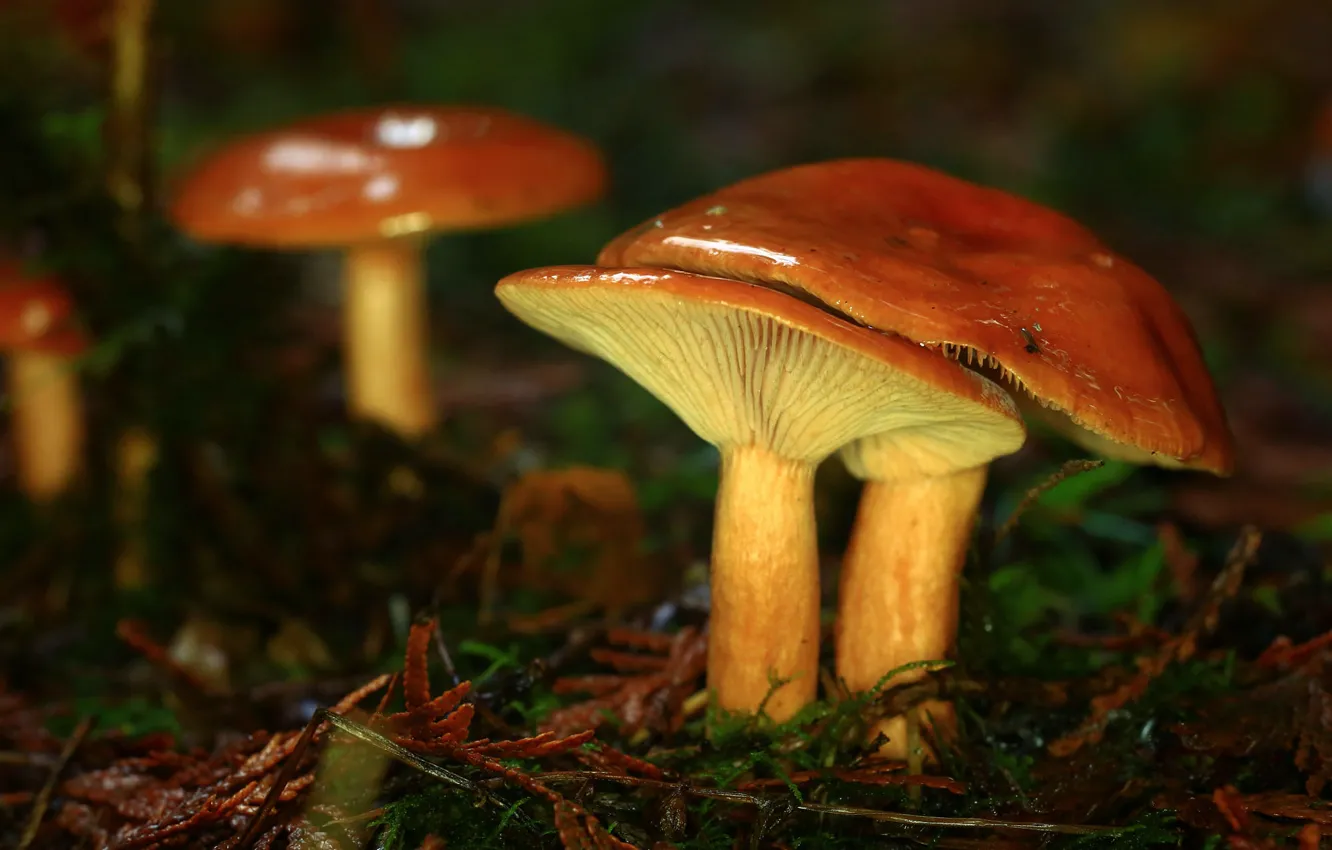 Photo wallpaper mushrooms, a couple, bokeh, family, coniferous litter
