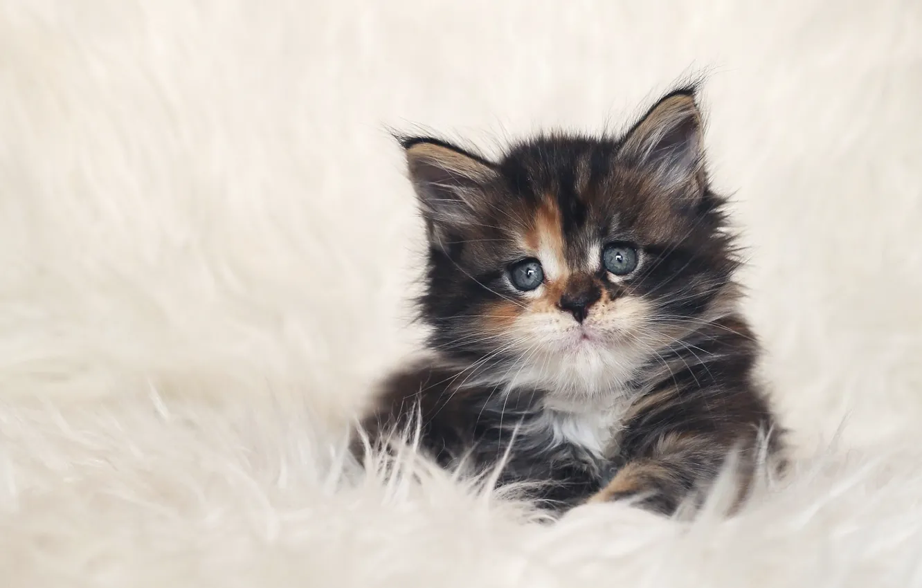 Photo wallpaper cat, background, kitty