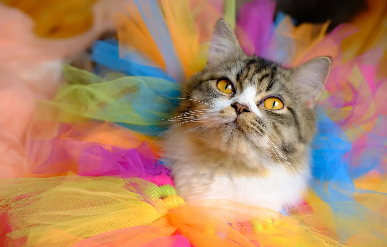 Photo wallpaper cat, cat, look, pose, skirt, portrait, dress, costume