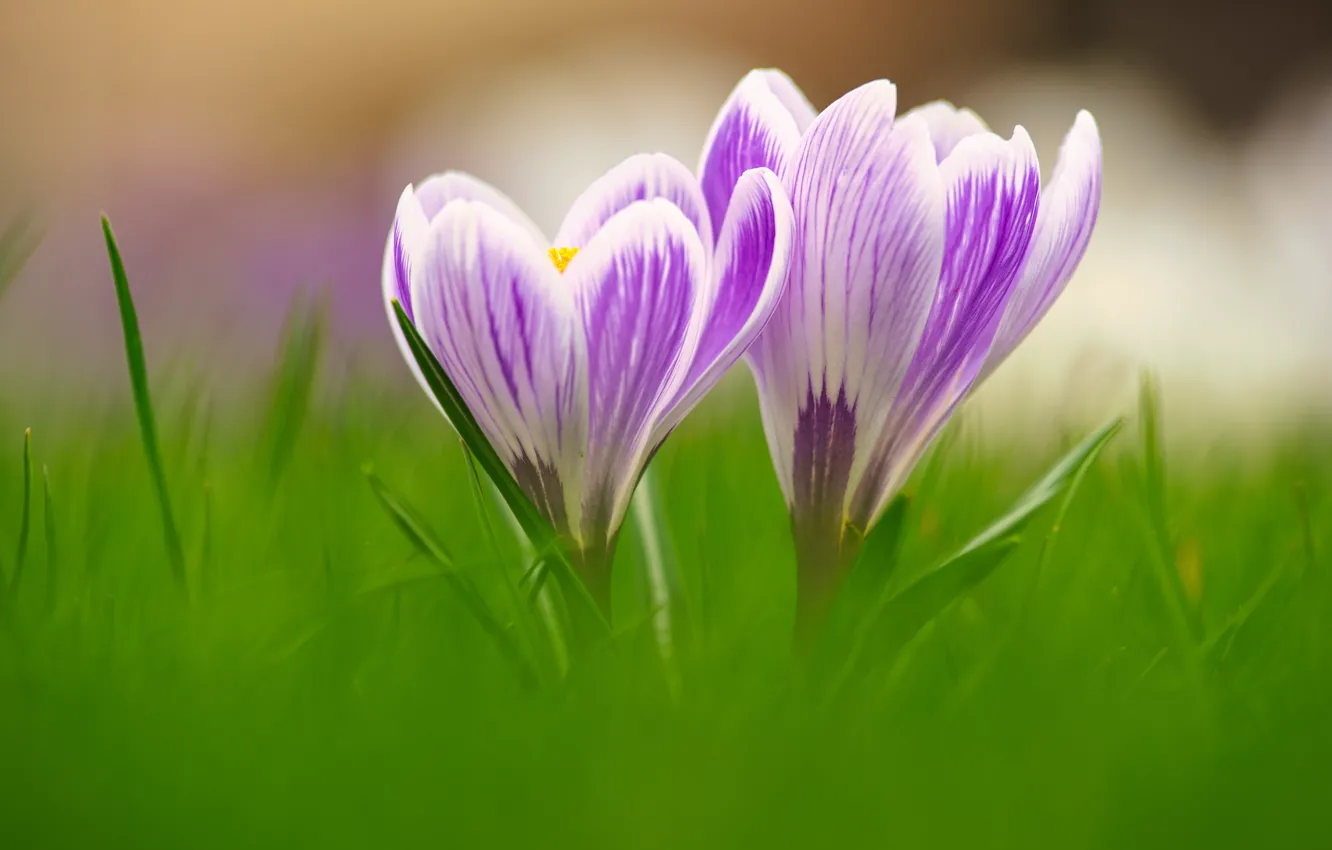 Photo wallpaper macro, crocuses, Duo, bokeh, saffron