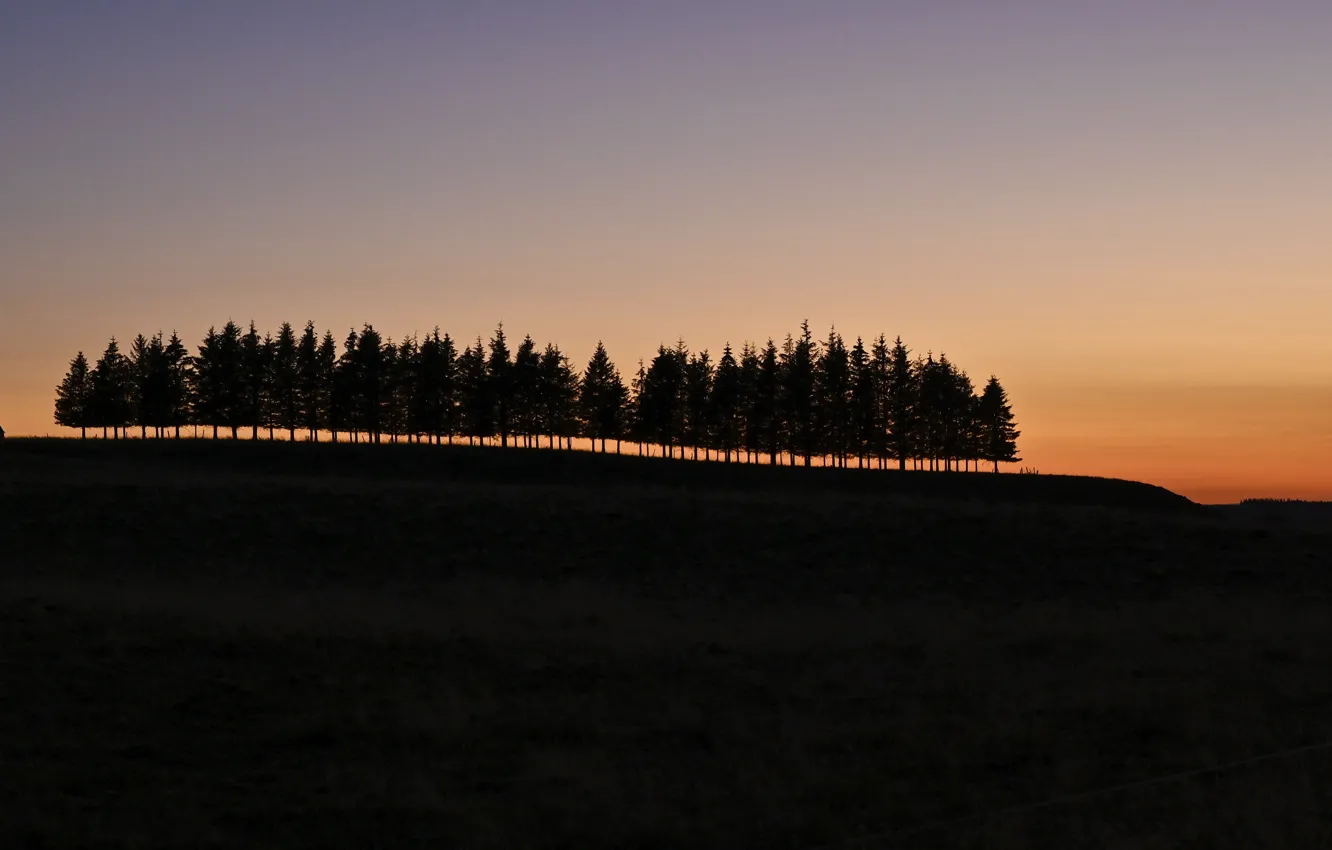 Photo wallpaper trees, night, nature