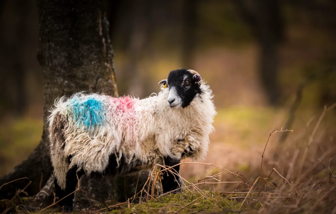 Photo wallpaper nature, background, sheep