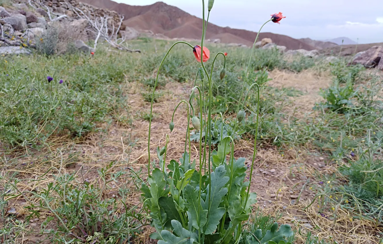Photo wallpaper flower, spring, plant