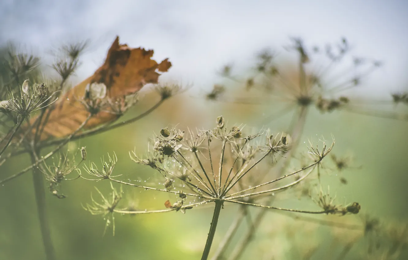 Photo wallpaper autumn, leaf, decay, Queen Anne's lace, daucus carota