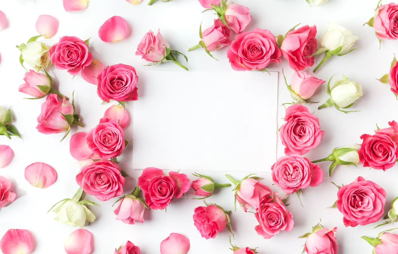 Photo wallpaper roses, buds, pink, flowers, romantic, roses, valentine`s day