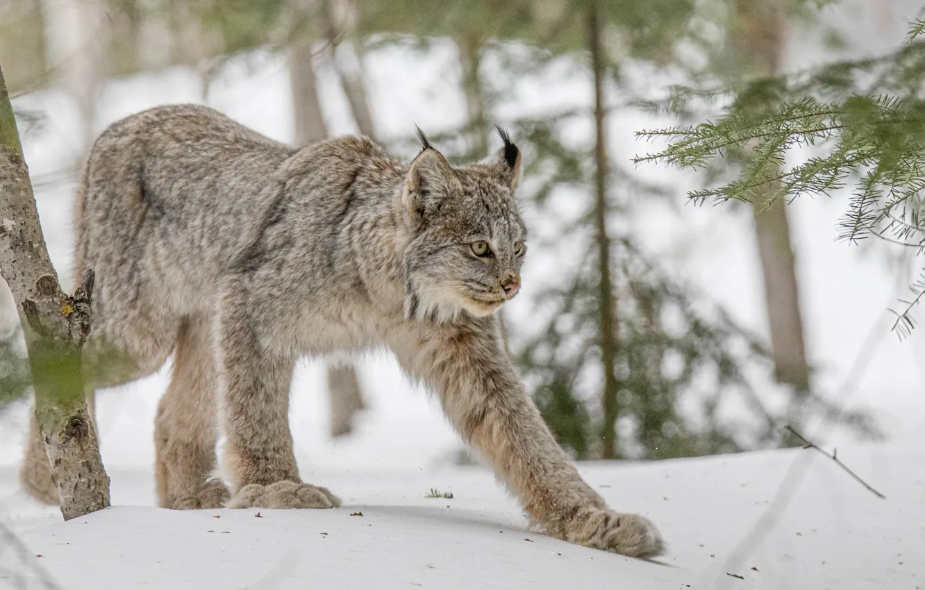 Photo wallpaper winter, snow, lynx, wild cat