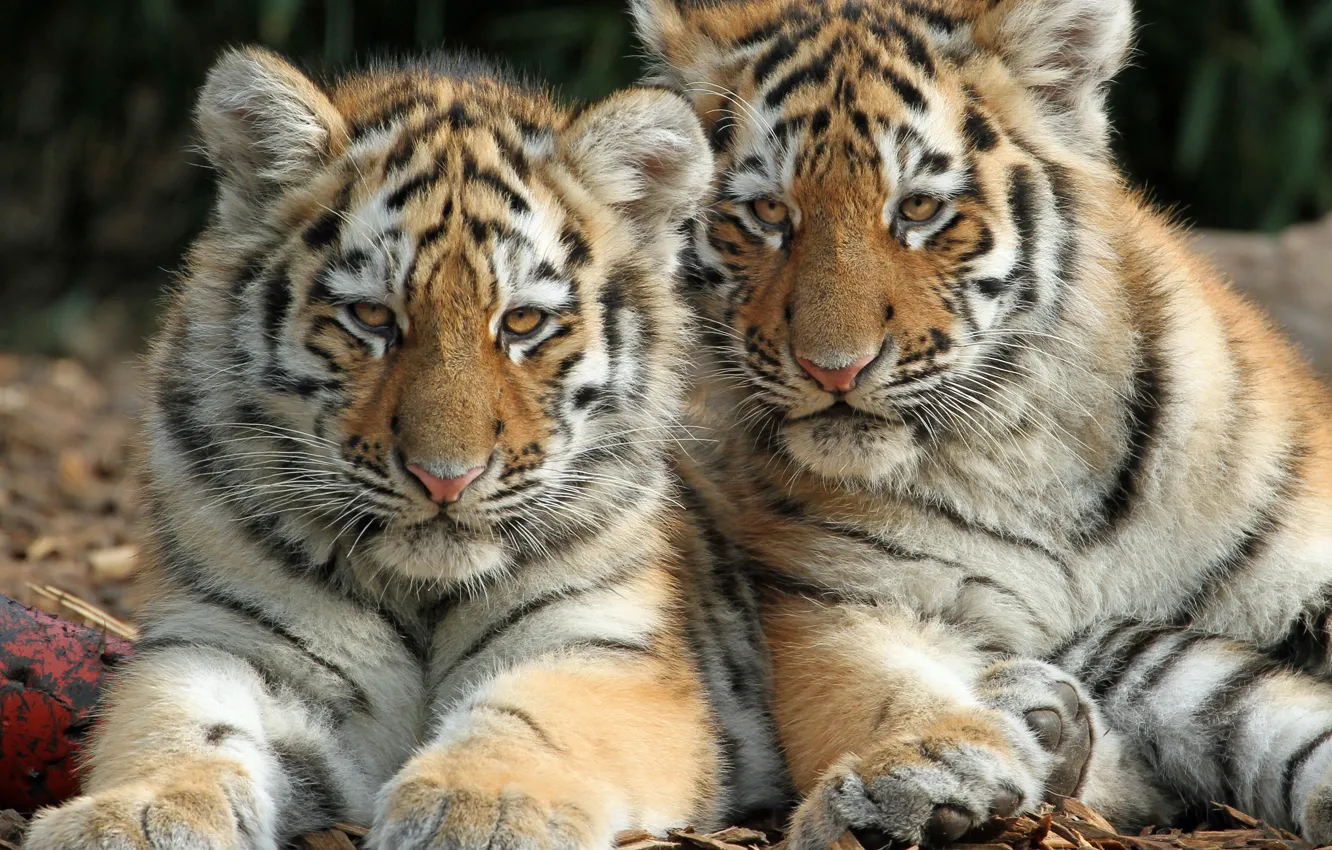 Photo wallpaper kittens, wild cats, a couple, tigers, the cubs, cubs