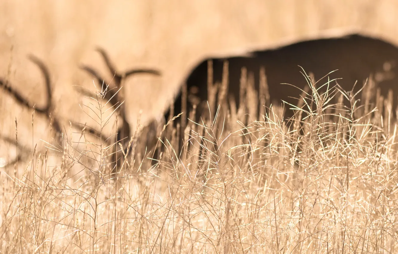 Photo wallpaper grass, deer, silhouette