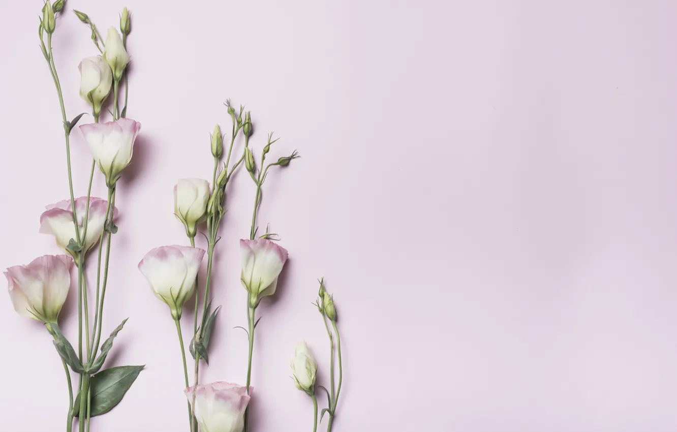 Photo wallpaper flowers, buds, pink background, pink, flowers, eustoma, eustoma