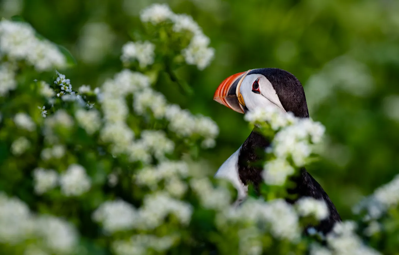 Photo wallpaper greens, summer, flowers, bird, stalled, the bushes, bokeh