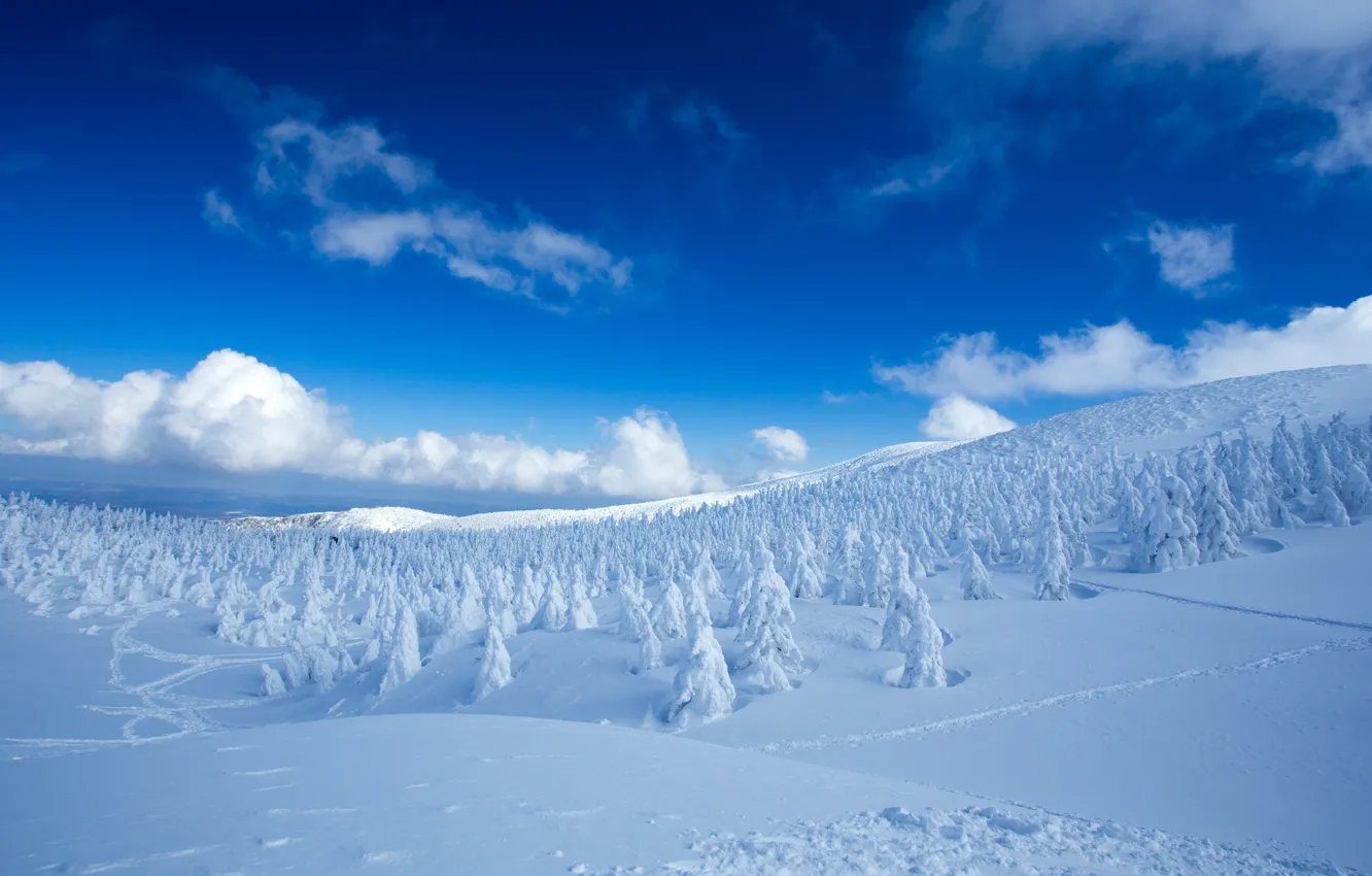 Photo wallpaper winter, forest, the sky, clouds, snow, trees, blue, hills