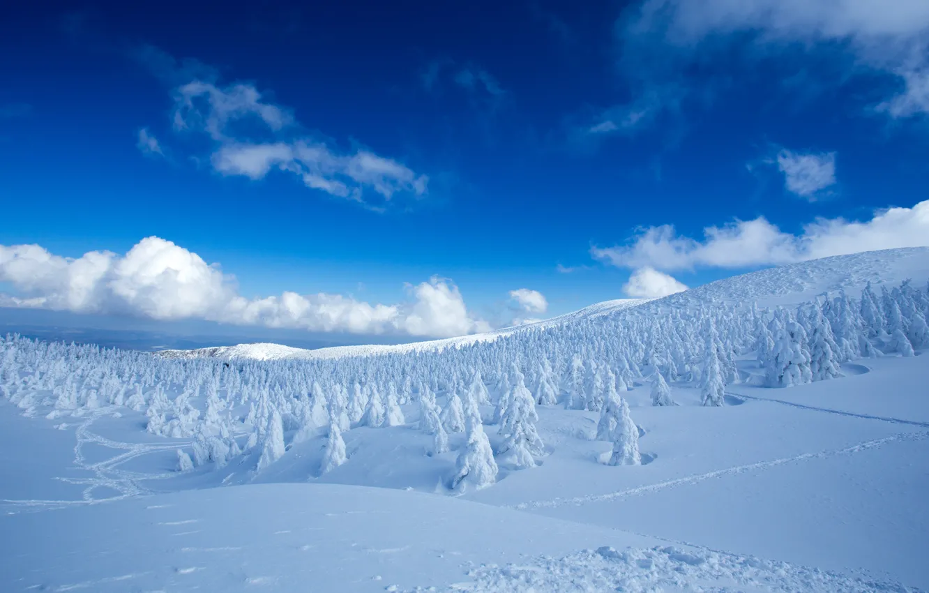 Photo wallpaper winter, forest, the sky, clouds, snow, trees, blue, view