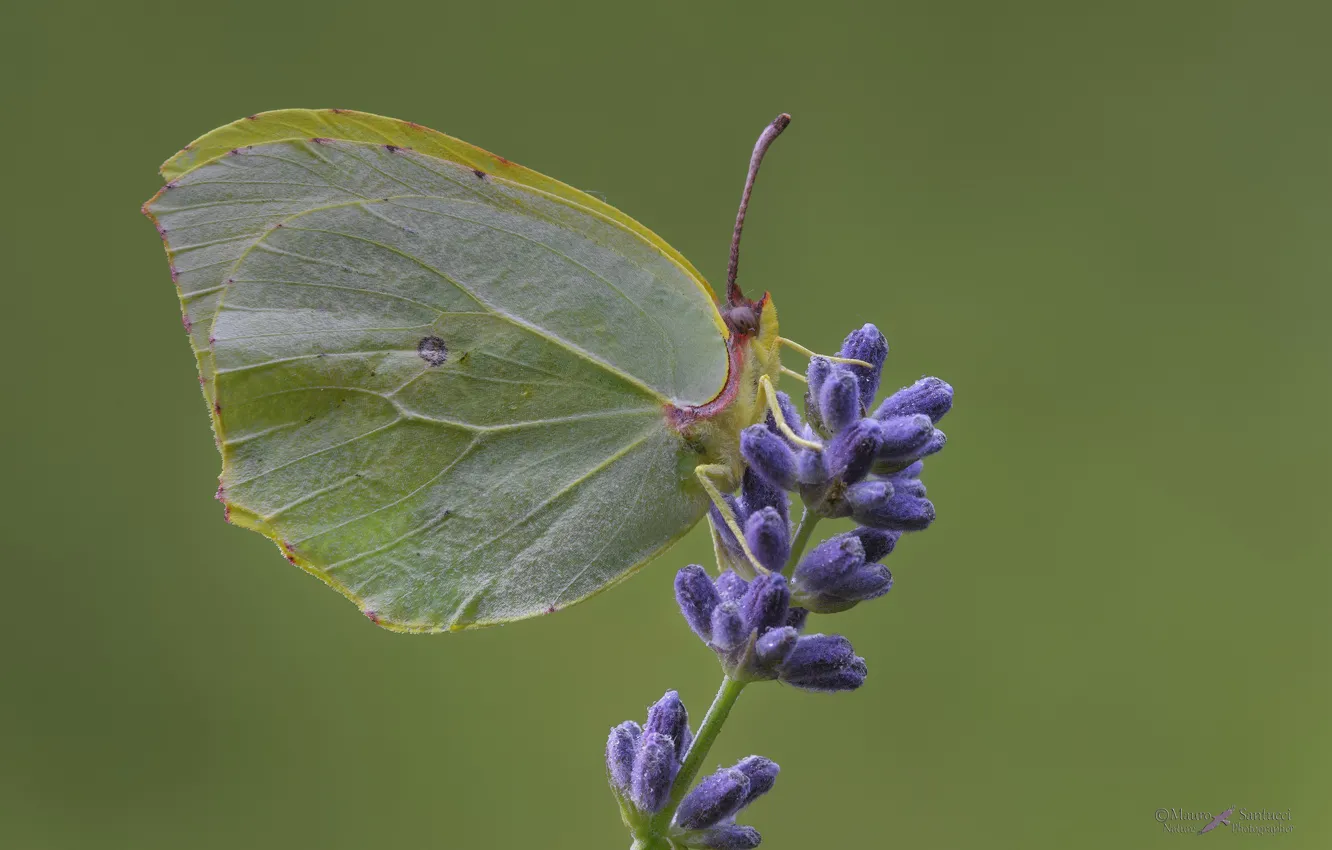 Photo wallpaper background, butterfly, the limonite
