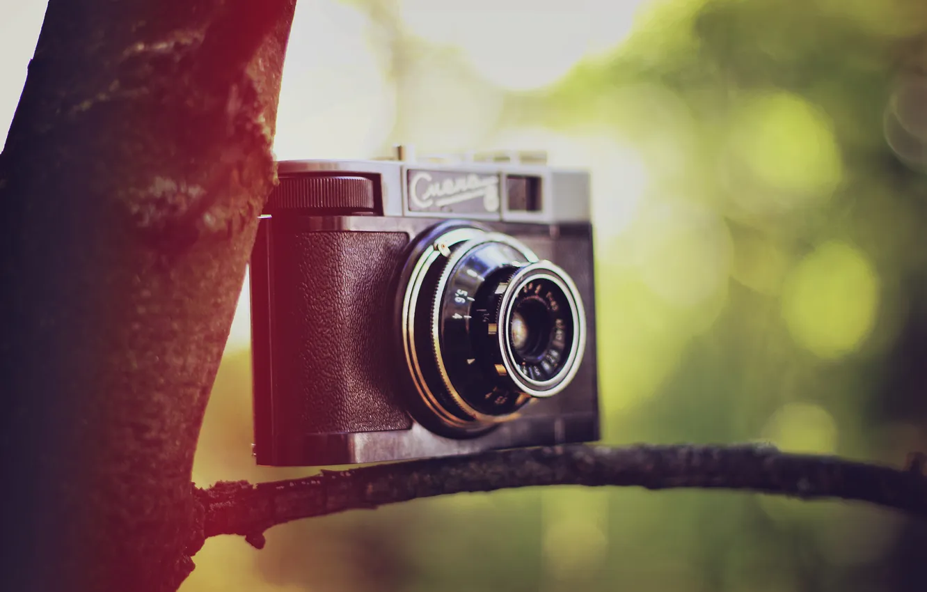 Photo wallpaper trees, camera, the camera, lens