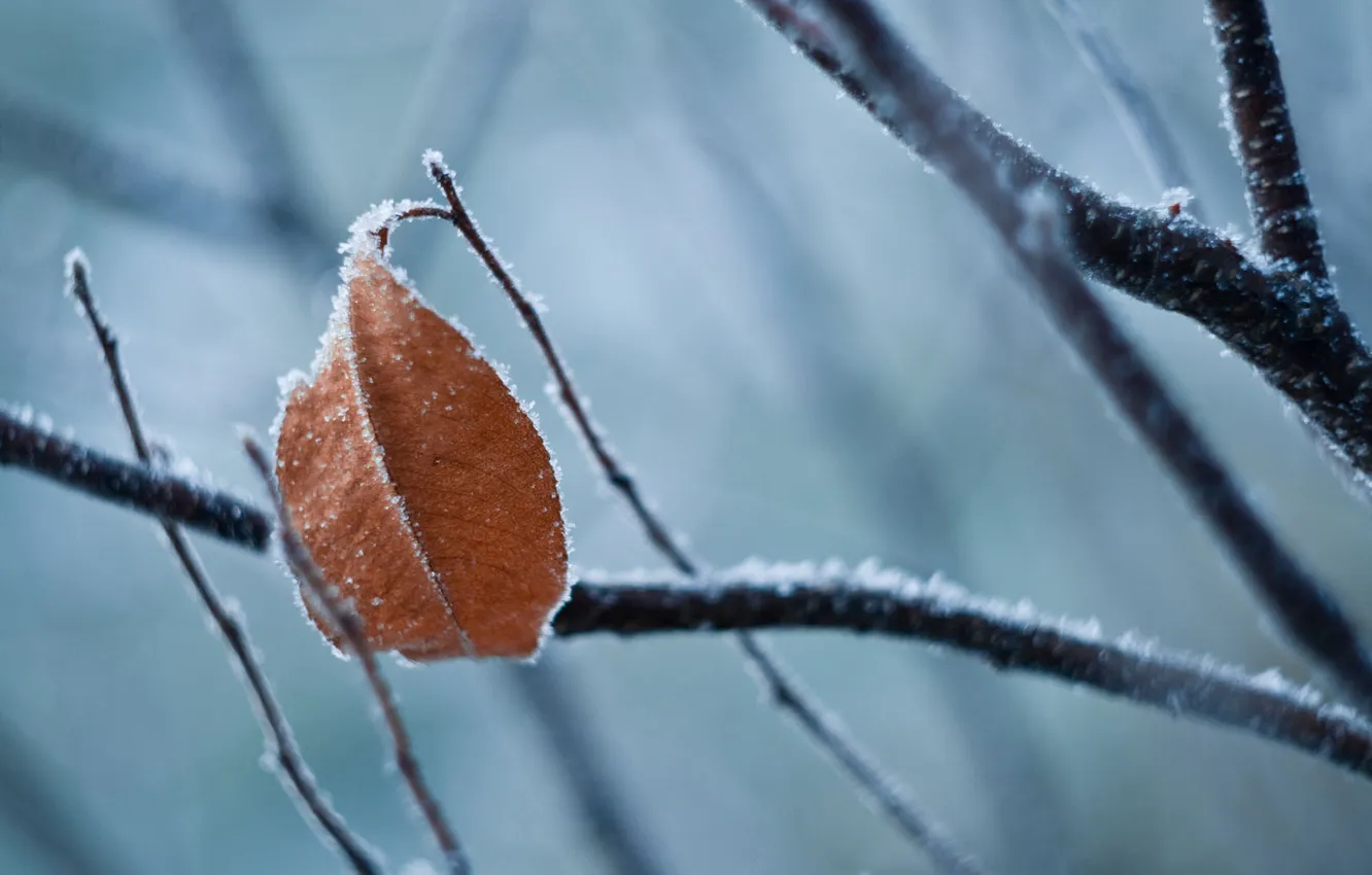 Photo wallpaper frost, macro, sheet, branch, leaf