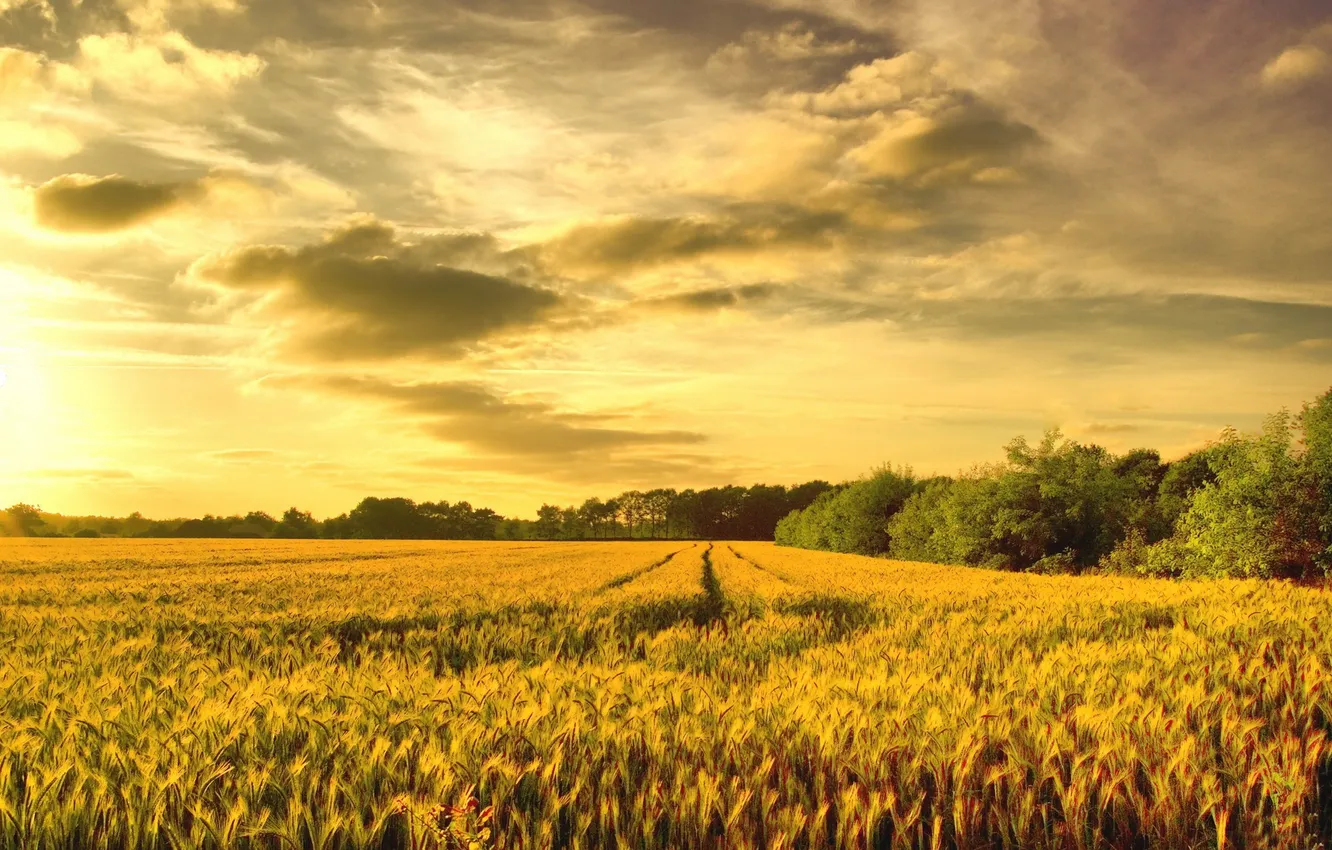 Photo wallpaper wheat, sunset, Field