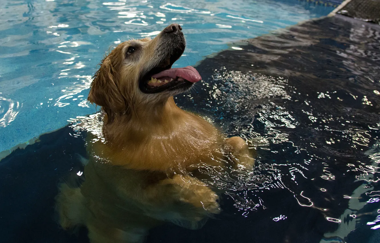 Photo wallpaper water, transparency, reflection, dog, pool, blur