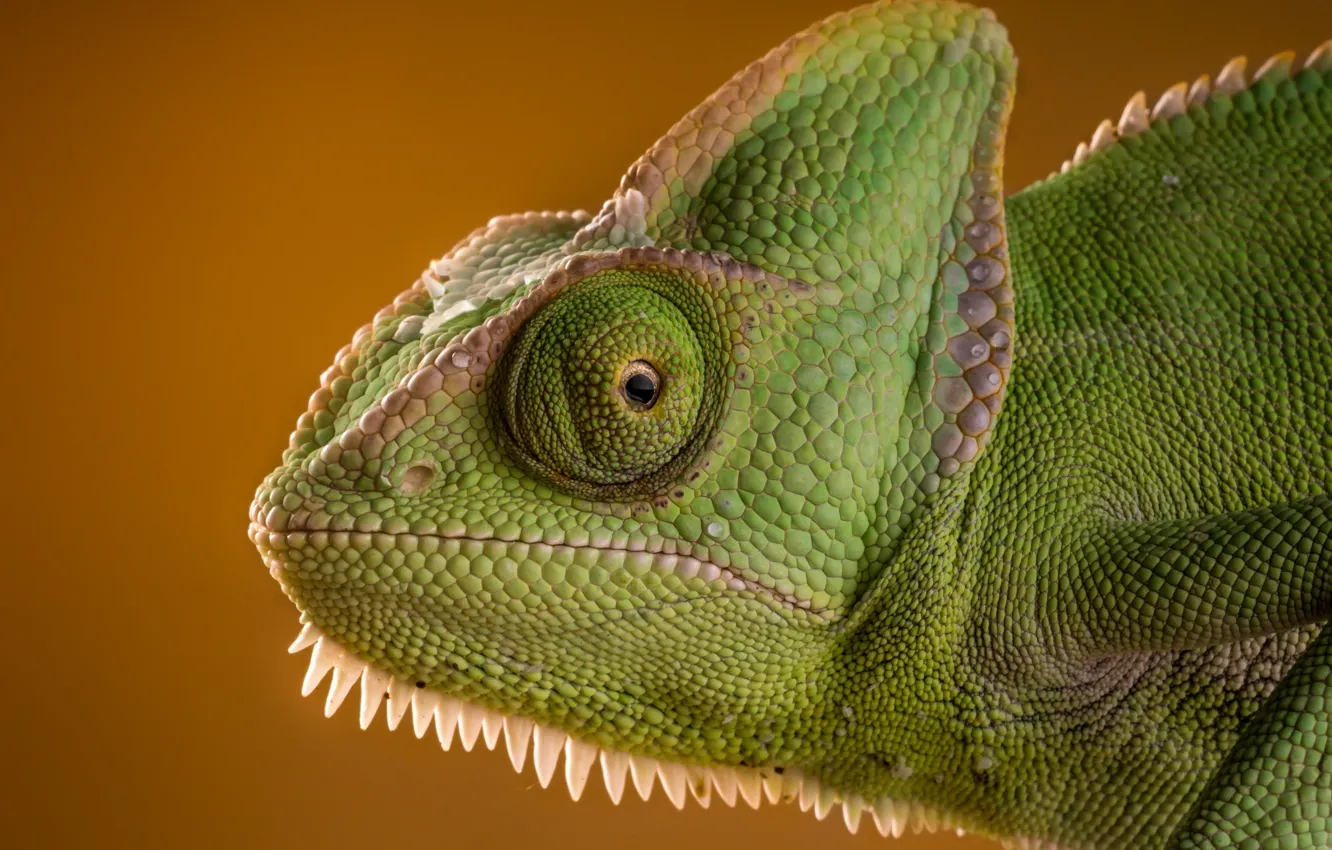 Photo wallpaper face, interest, chameleon, green, lizard, eyes, beauty, lizard