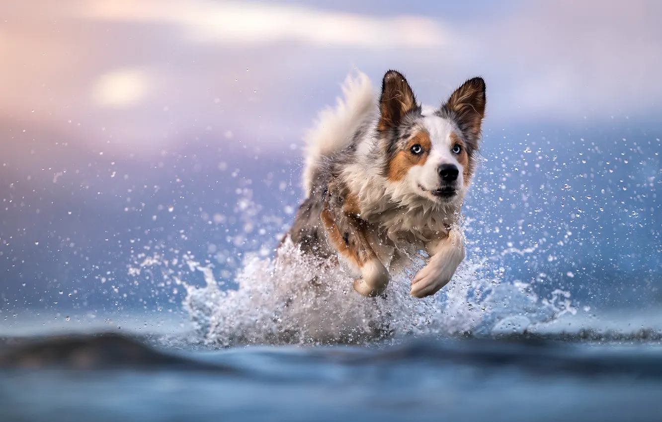 Photo wallpaper face, water, squirt, dog, running, bokeh, The border collie