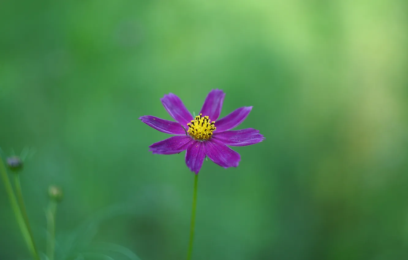 Photo wallpaper flower, purple, background, kosmeya