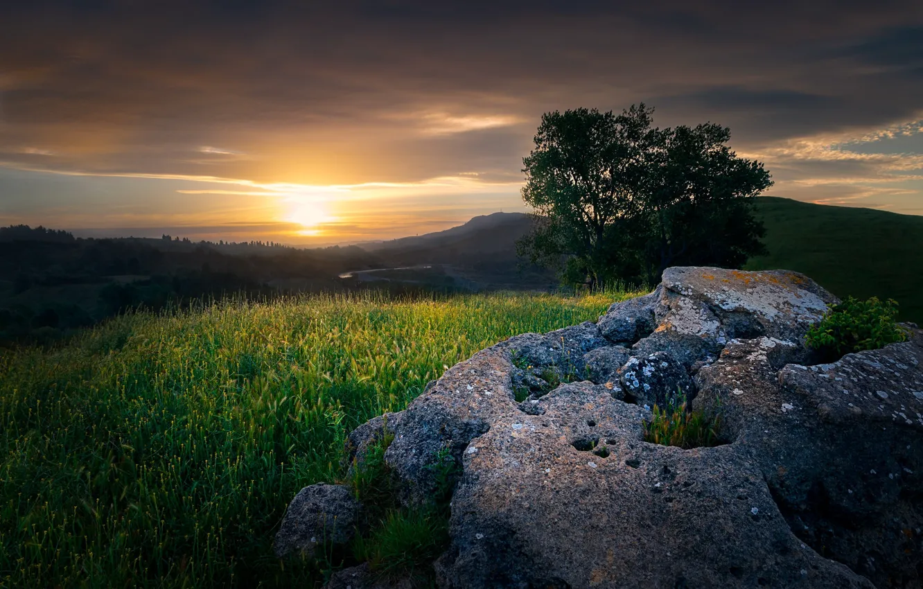 Photo wallpaper field, trees, sunset, stones, the evening