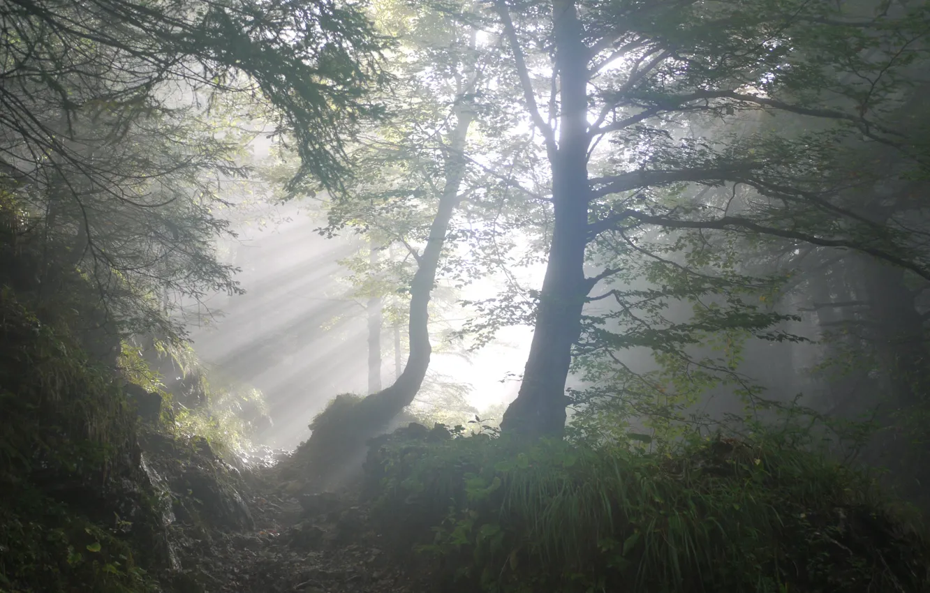 Photo wallpaper forest, leaves, rays, light, trees, nature, morning, path