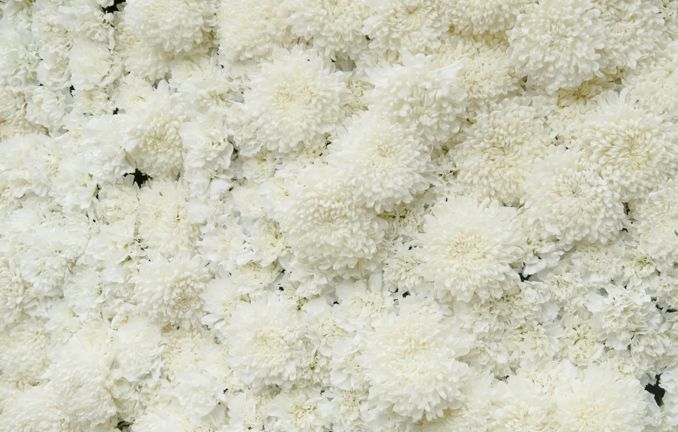 Photo wallpaper flowers, white, Chrysanthemum