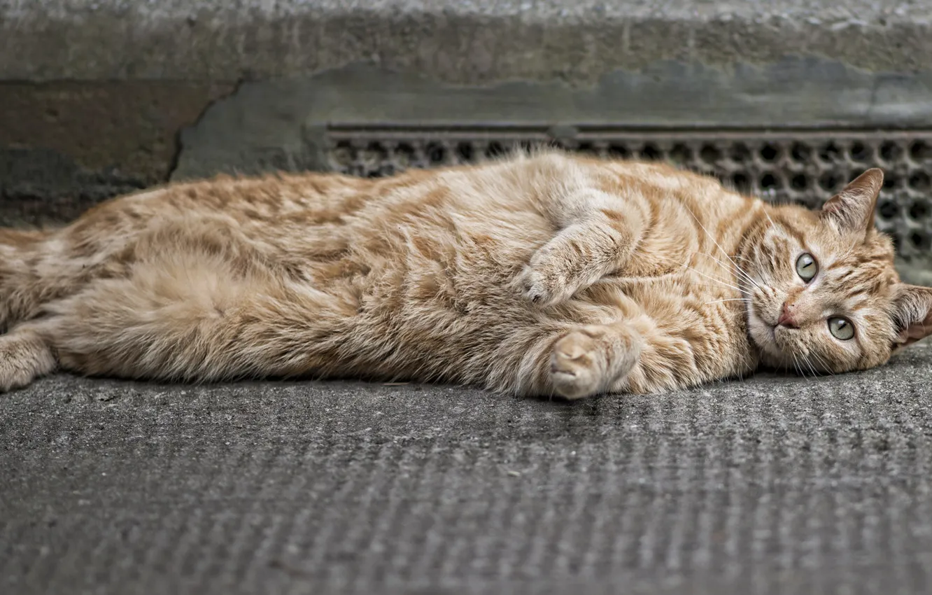 Photo wallpaper eyes, cat, mustache, paws, wool, red, ears, face