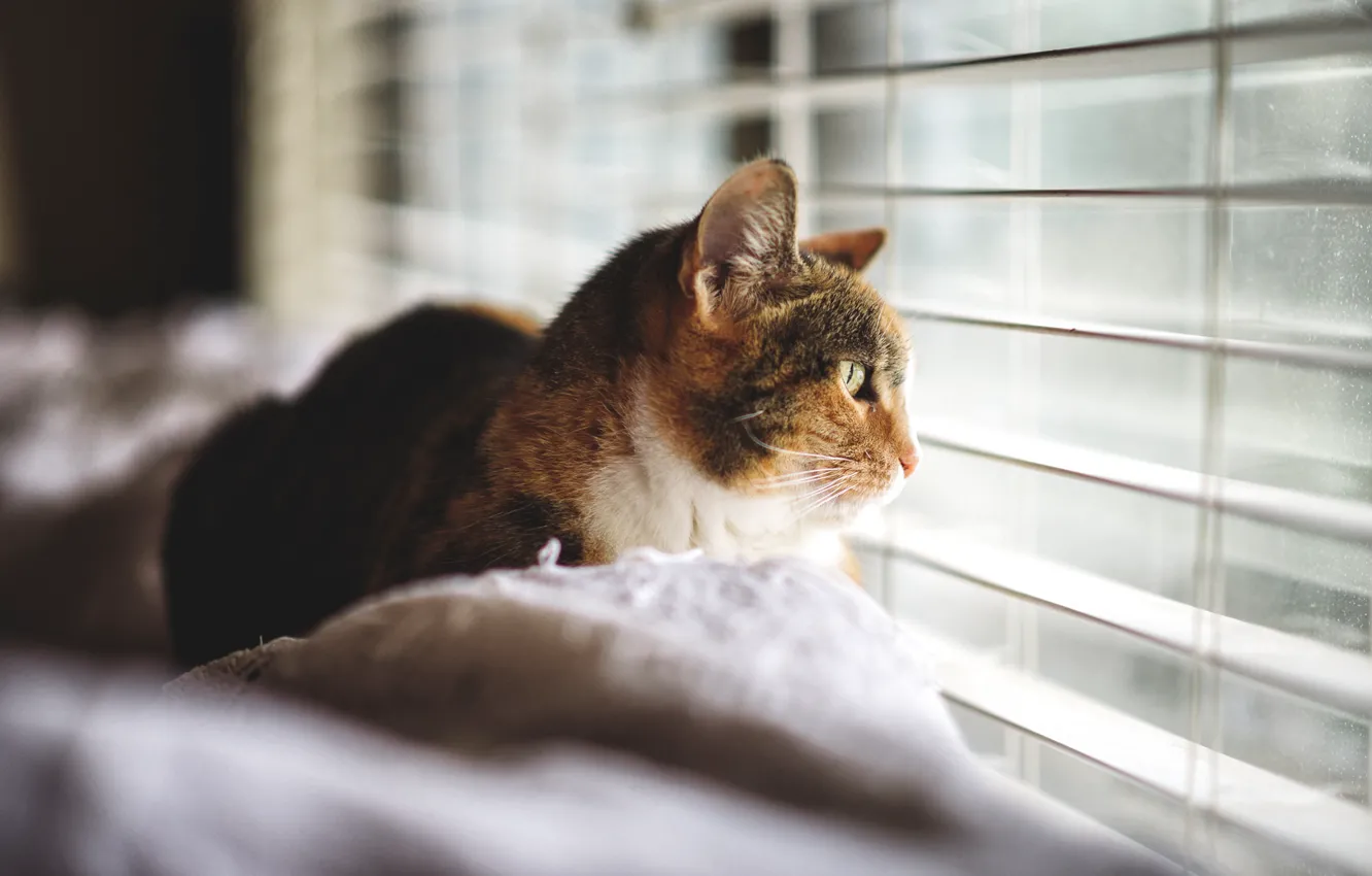 Photo wallpaper cat, cat, looks, watching, blinds
