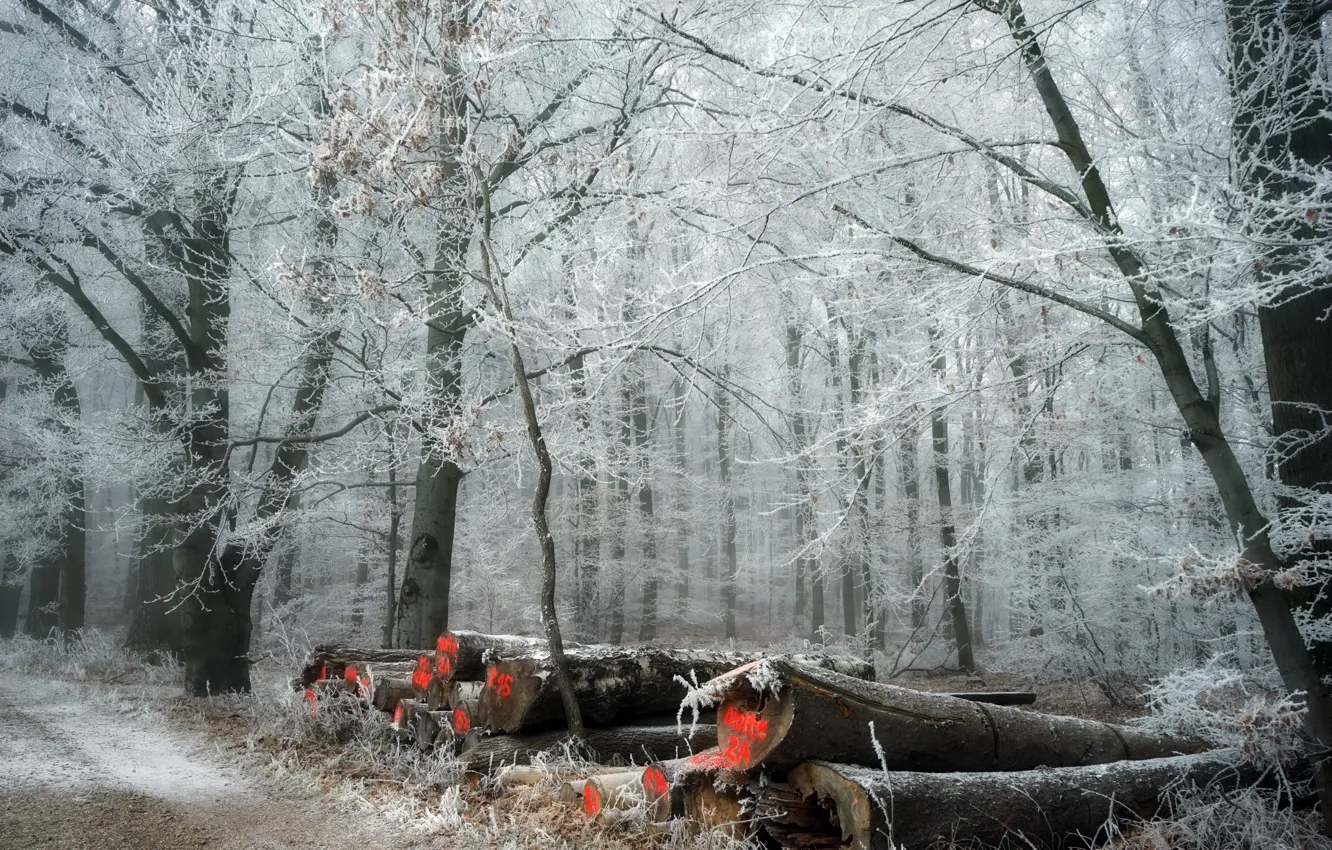 Photo wallpaper winter, frost, forest, wood