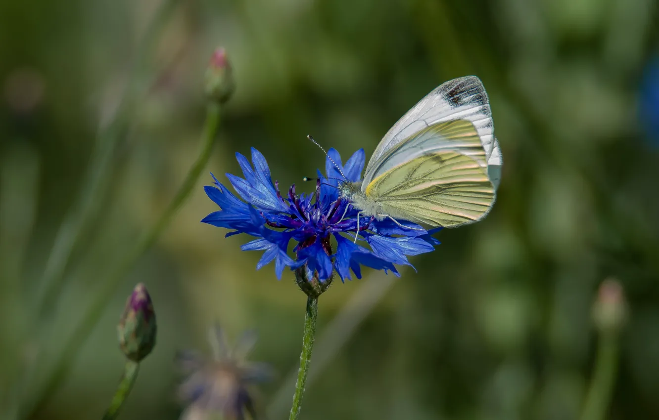 Photo wallpaper flower, summer, nature, butterfly, cornflower, cabbage