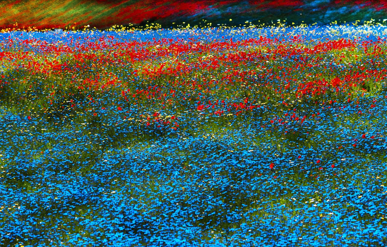 Photo wallpaper field, flowers, carpet, meadow