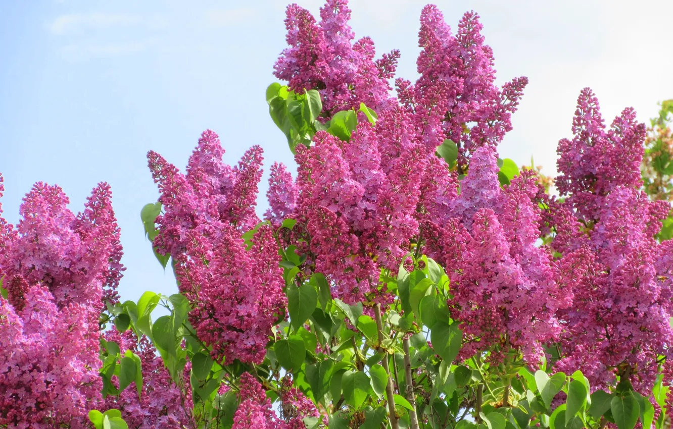 Photo wallpaper flowers, beauty, lilac, spring 2018, Mamala ©