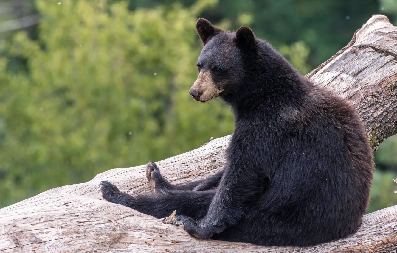 Photo wallpaper greens, look, face, trees, nature, pose, background, black