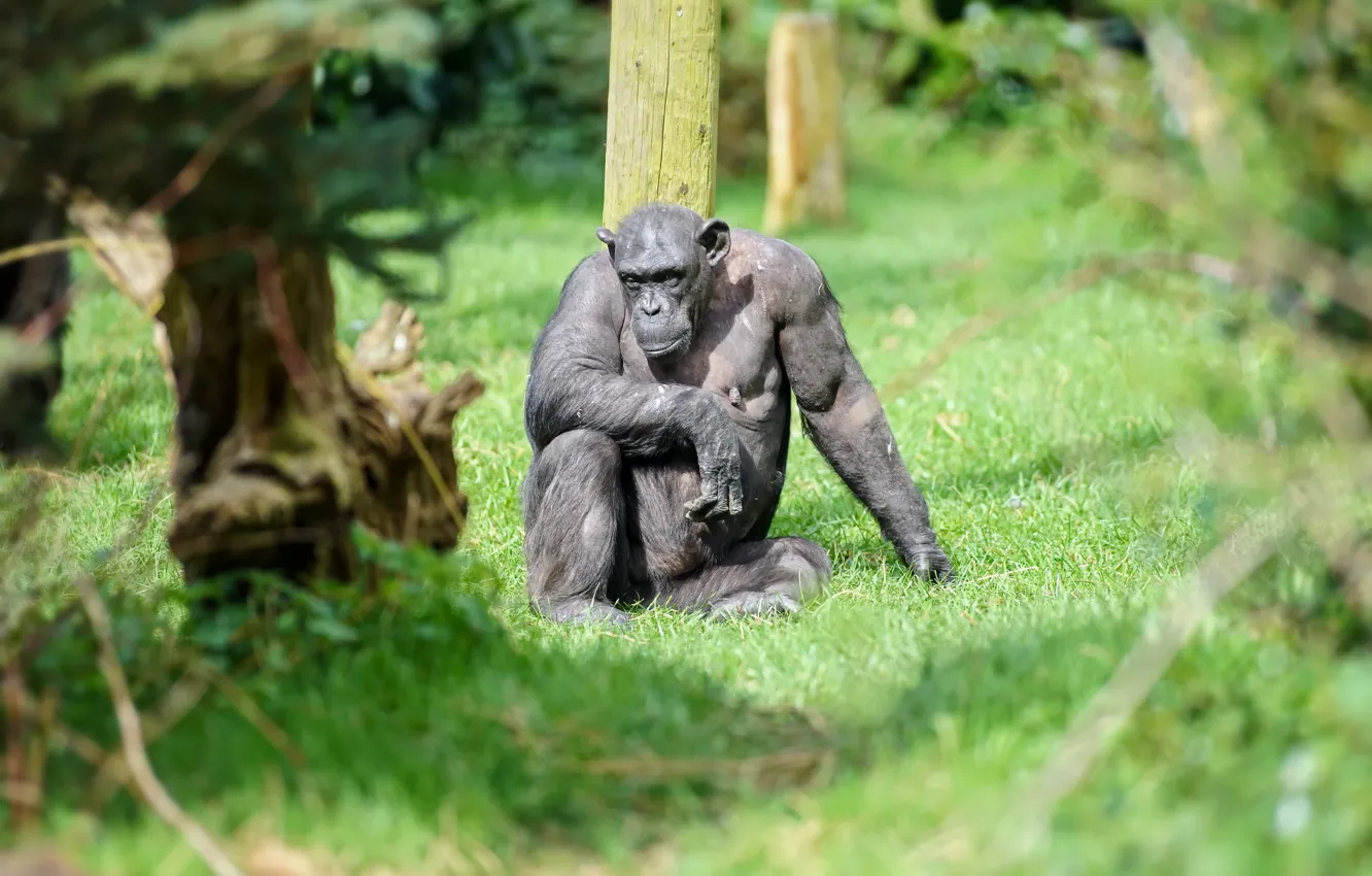 Photo wallpaper nature, background, monkey