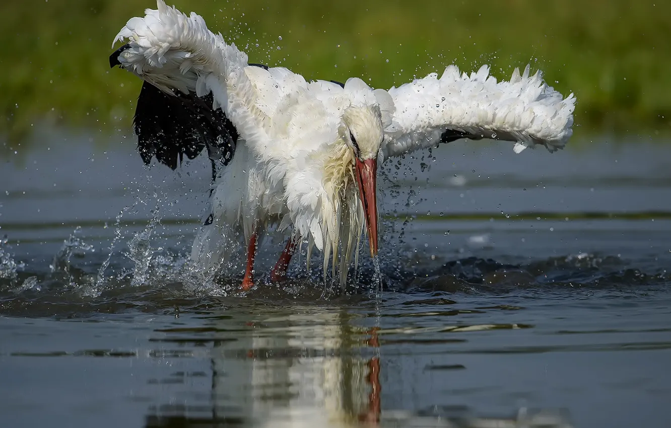 Photo wallpaper water, bird, stork