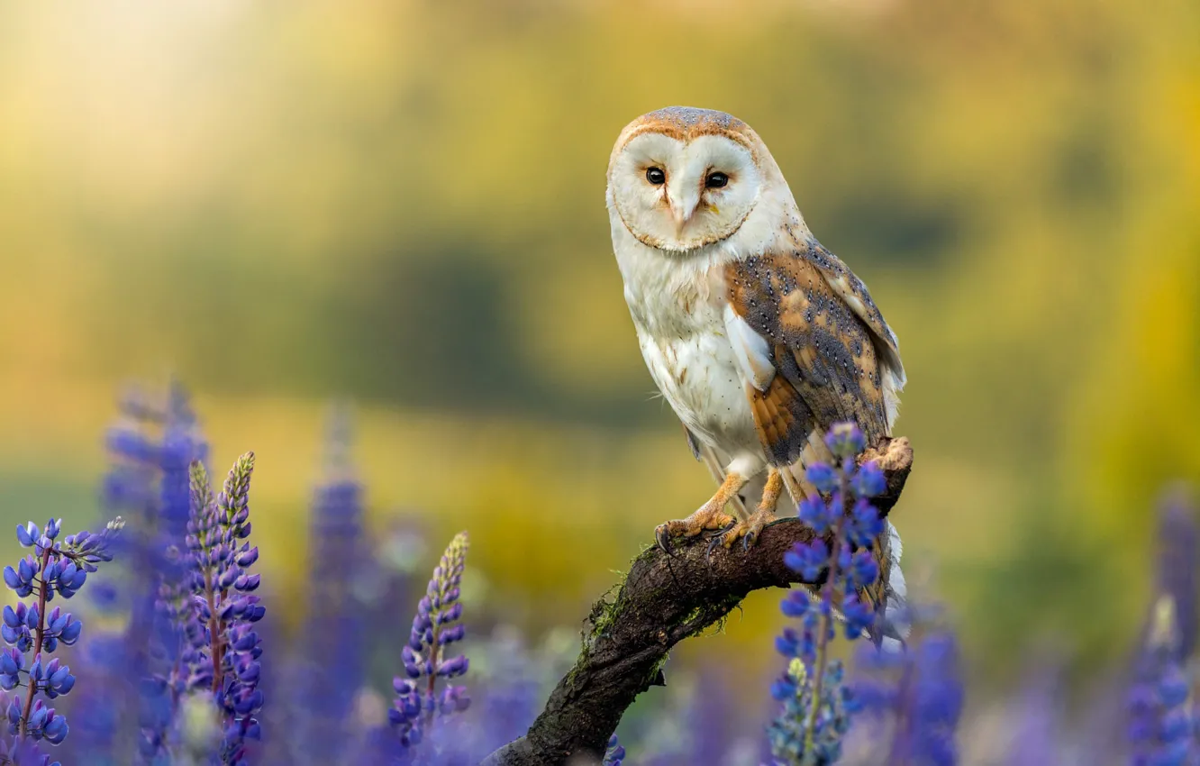 Photo wallpaper flowers, background, owl, bird, snag, the barn owl, lupins
