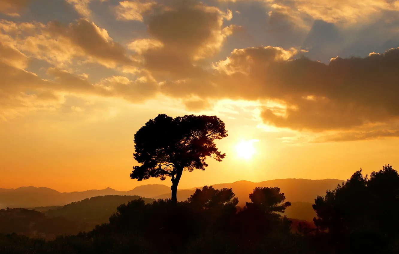Photo wallpaper sunset, scenic, tree
