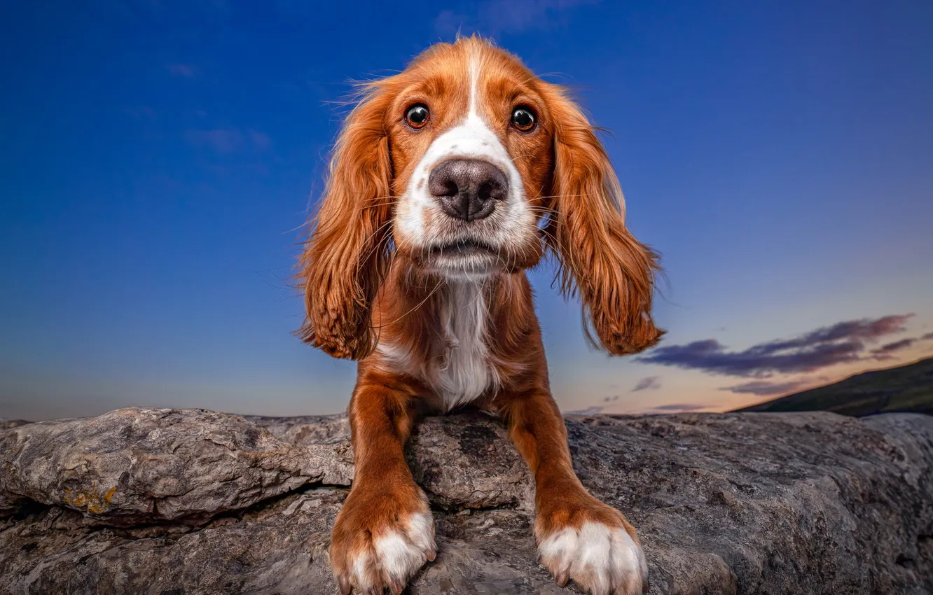 Photo wallpaper the sky, look, nature, pose, blue, stones, rocks, portrait