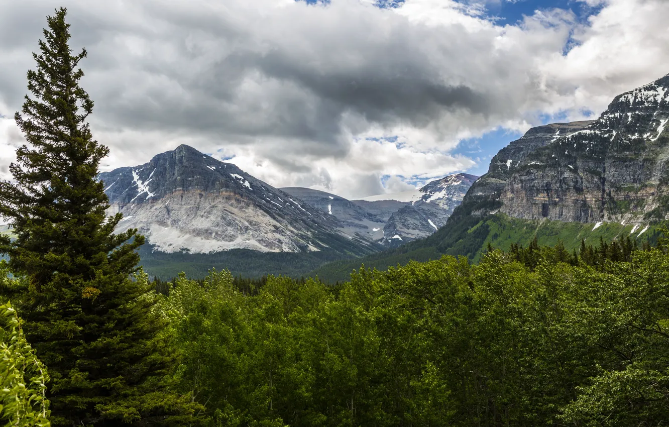 Photo wallpaper forest, trees, mountains, USA, Glacier