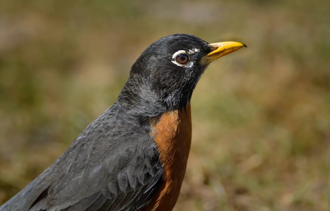 Photo wallpaper bird, beak, well, Turdus migratorius