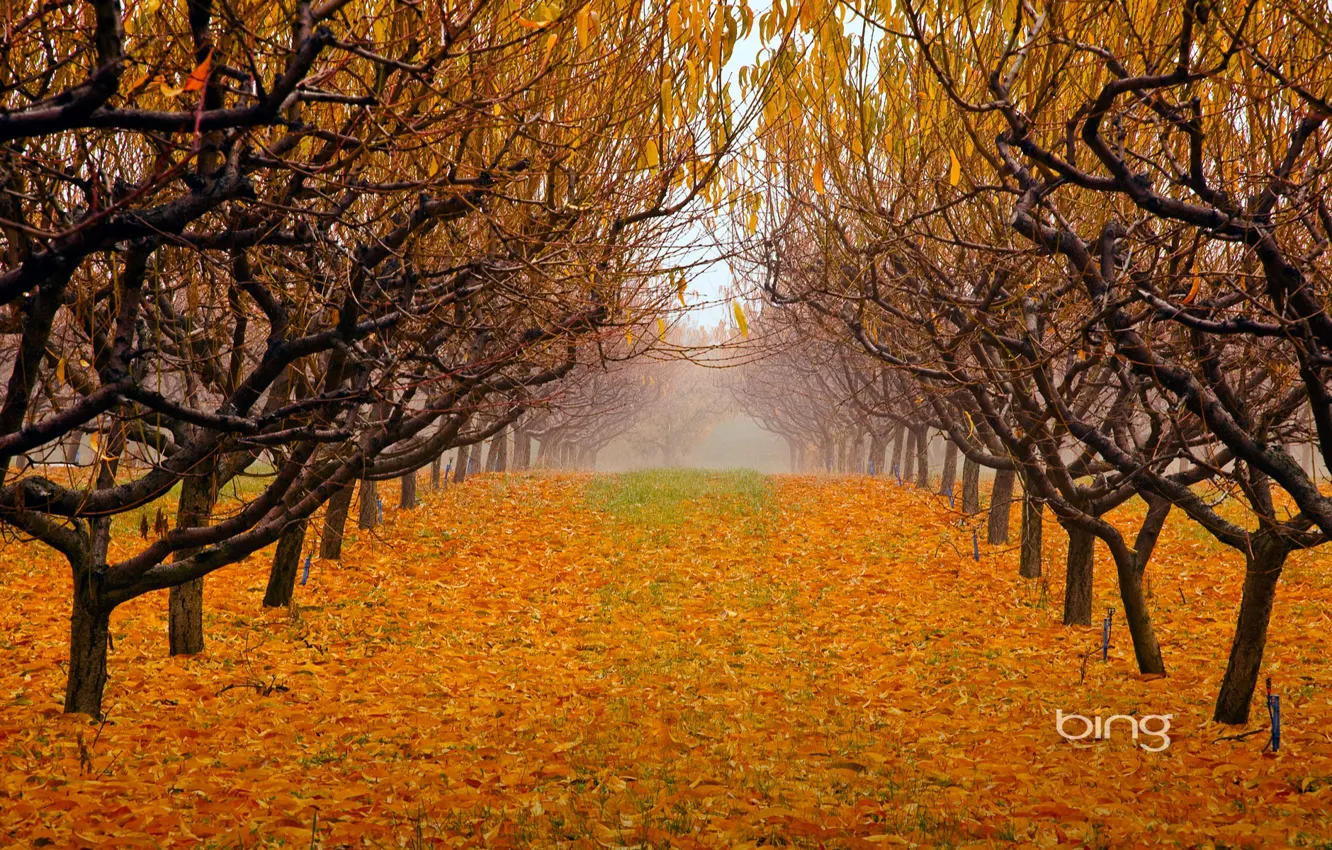 Photo wallpaper autumn, leaves, trees, fog, Park, garden, british columbia, canada