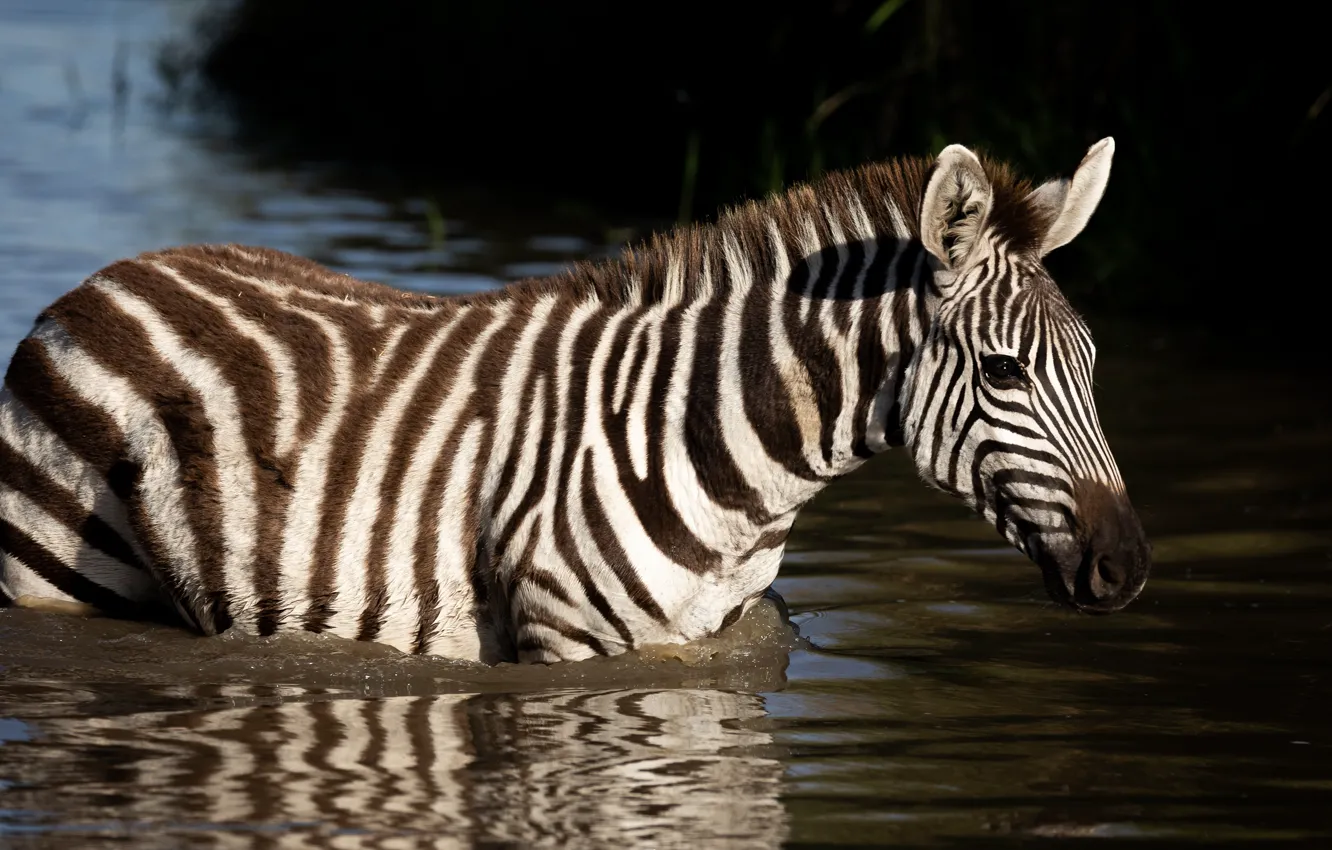 Photo wallpaper light, lake, pond, bathing, Zebra, Africa, pond