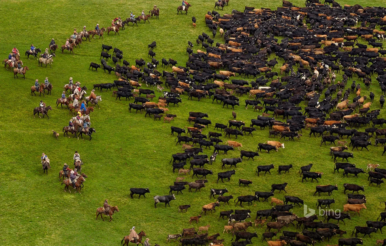 Photo wallpaper grass, cows, pasture, the herd, Andes, Ecuador