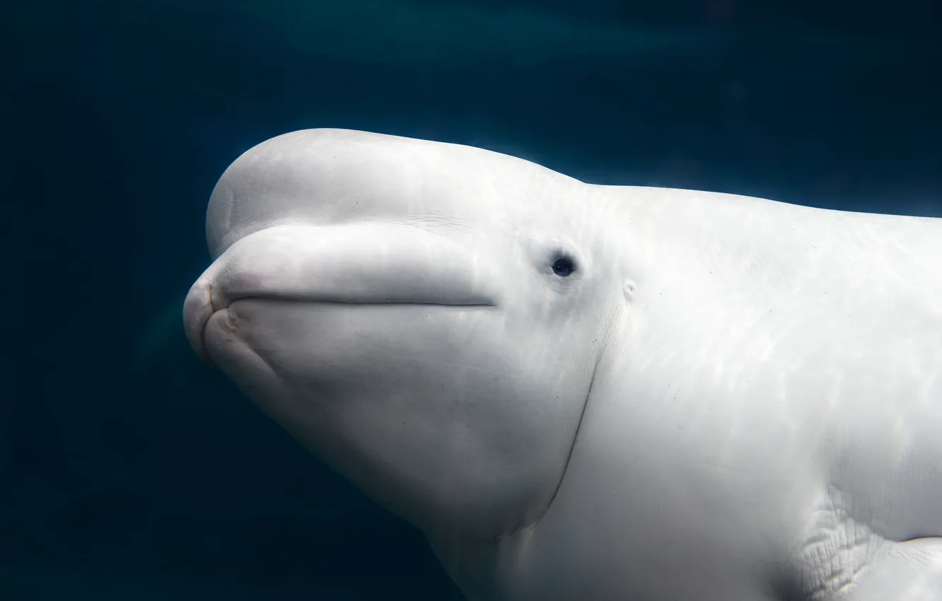 Photo wallpaper Aquarium, white, Beluga whale