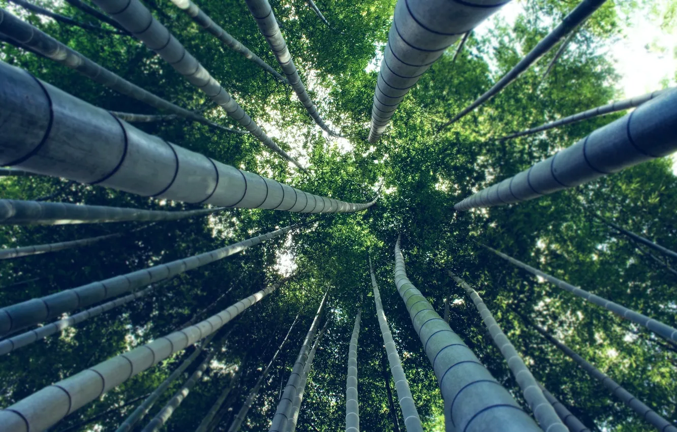 Photo wallpaper forest, trees, bamboo