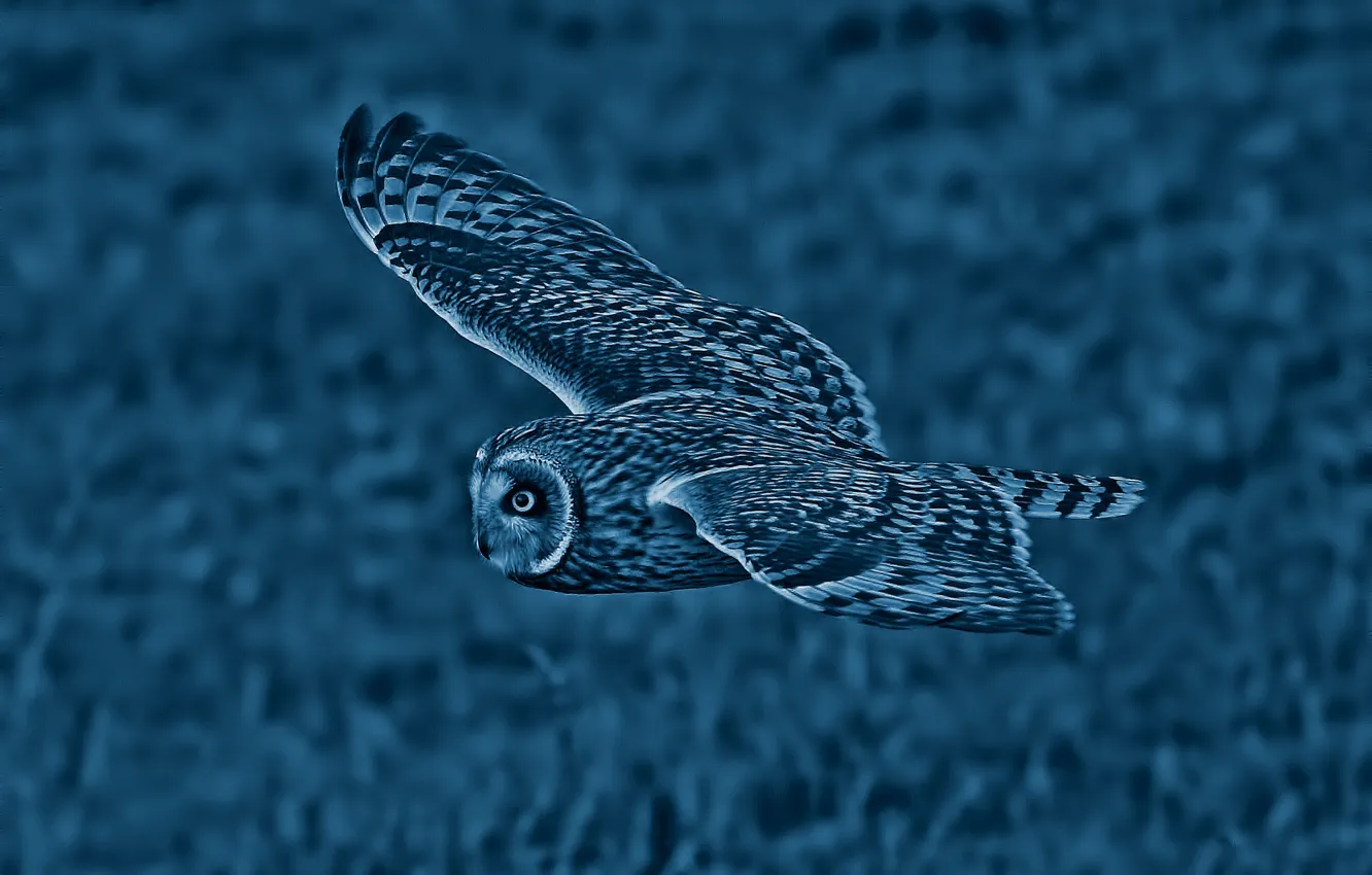 Photo wallpaper owl, bird, wings, flight, Short-eared owl